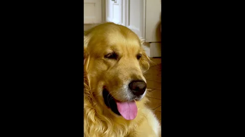 Golden retriever muzzle portrait. Vertical video. Stock-Footage 278294328
