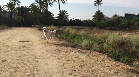 Golden Retriever to an order. Stock Footage 68785467