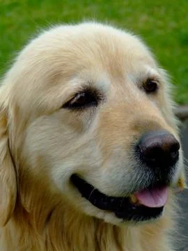 Golden Retriever Stock Photos