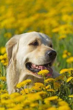 Golden Retriever Stockfoto's