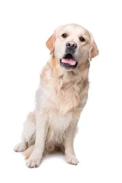 Golden retriever Stock Photos