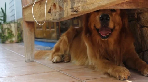 Golden Retriever Playing  Stock Footage 66517134