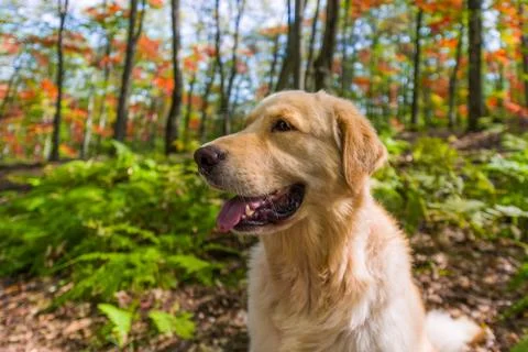 Golden Retriever portrait in fall Stock Photos