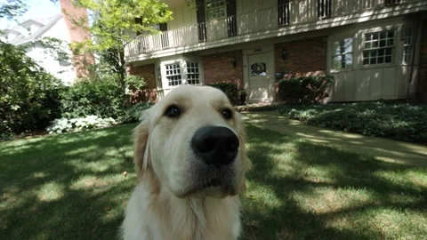 GOLDEN RETRIEVER POSING IN FRONT YARD, SLO MO Stock Footage 142094330