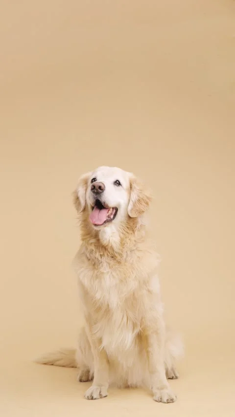 Golden retriever posing on solid background. Vertical Stock Footage 315946796