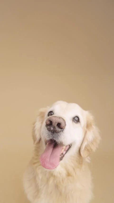 Golden retriever posing on solid color background. Vertical Stock Footage 319593795