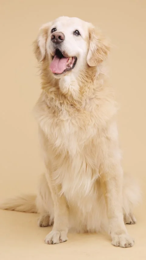 Golden retriever posing on solid color background. Vertical Stock Footage 319593967