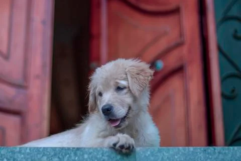 Golden Retriever Puppy chilling in front of a gate, looking down Stock Photos