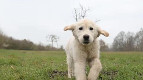 Golden Retriever puppy Stock Footage