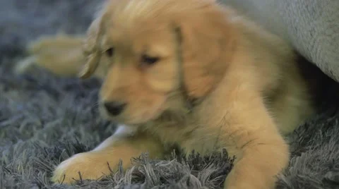 Golden retriever puppy lifts head and looks around Stock Footage