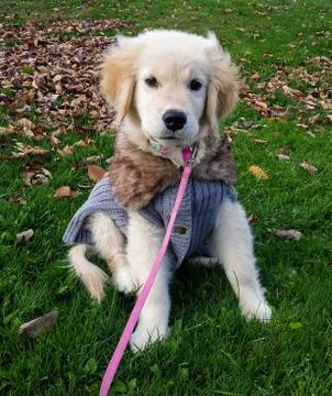 Golden Retriever puppy looking at camera in the fall Stock Photos