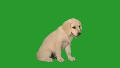 Golden retriever puppy sits and looks on green screen Stock Footage