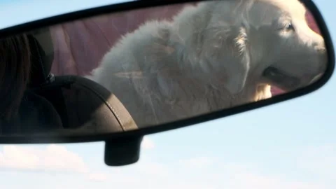 Golden retriever rides in a car Stock Footage 196822053