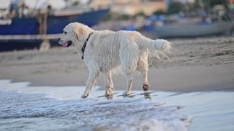 Golden retriever running at the beach Stock Footage 286153185