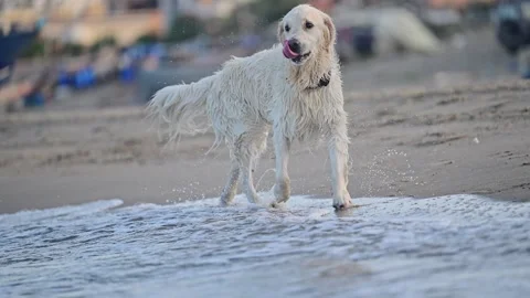 Golden retriever running at the beach Stock Footage 288763778