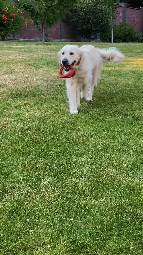 Golden Retriever Running Toward Camera Carrying Ring Toy on Green Lawn Stock Footage 340827805