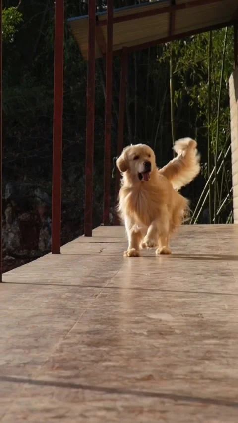 Golden retriever running towards the camera on a wooden deck in slow motion 스톡 동영상 335049859