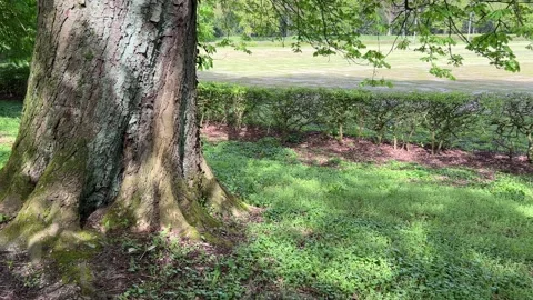 Golden Retriever on Scenic Tree Lined Path in Amsterdamse Bos Amsterdam 库存影片 336962015