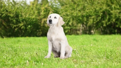 Golden retriever sits on a green lawn Stock Footage