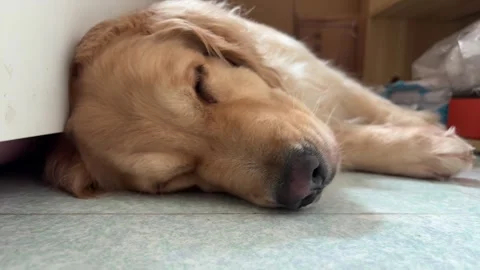 Golden Retriever sleeping Stock Footage 316657159