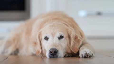 Golden Retriever Sleeping on Kitchen Floor at Home, Cozy 4K Slow Motion Stock Footage 334455875