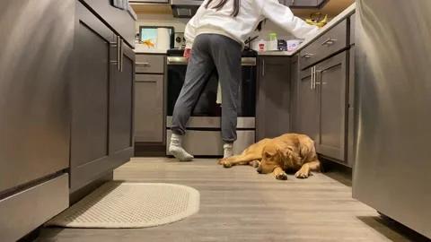 A golden retriever sleeping by mom while she cooks Stock Footage 146104142