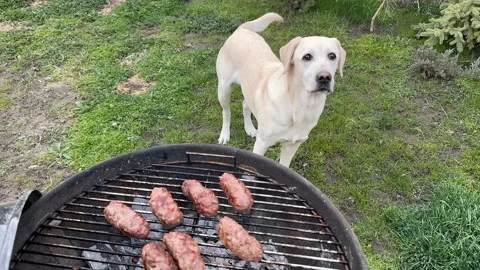 Golden Retriever at Summer BBQ Stock Footage 306919642