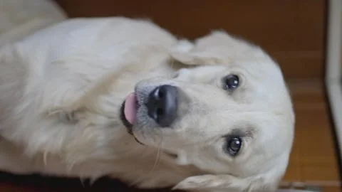 Golden retriever waiting for the command from the owner to eat food. Video stock 241343971
