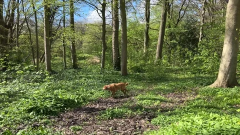 Golden Retriever Walking Between Trees in Amsterdamse Bos in Spring Stock-Footage 336962095