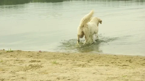 Golden retriever in the water Stock Footage