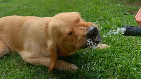 https://images.pond5.com/golden-retriever-young-dog-laying-footage-115621603_iconl.jpeg