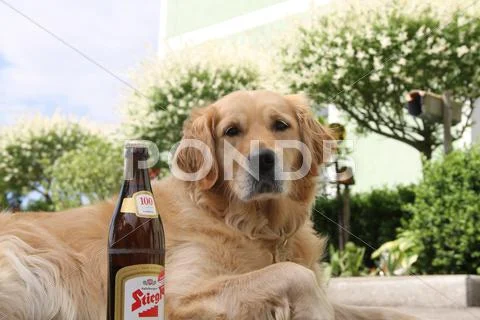 Golden Retriver with beer Stock Photos