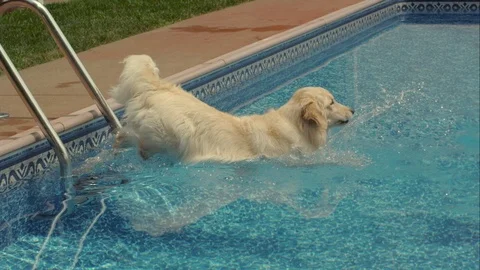 Golden Retriver Jumping into Pool Slow Motion Stock Footage 71408731