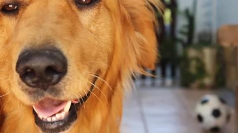 Golden Retriver Playing Stock Footage 66517826