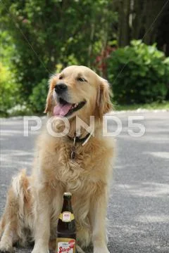 Golden Retriver sitting with a beer Stock Photos