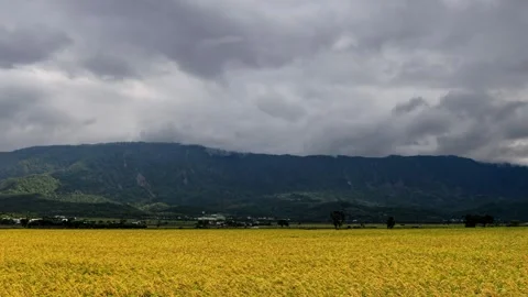 The golden rice is blown by the strong wind and ripples. Stock Footage 278279929