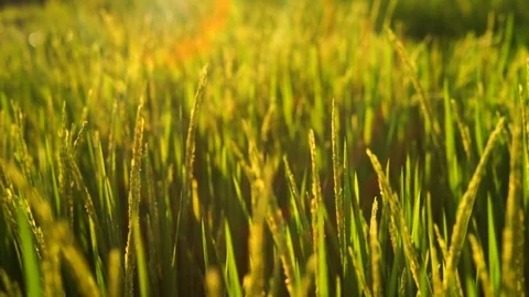 Golden rice field Stock Footage 72347392