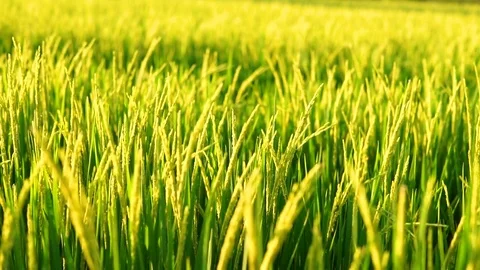 Golden rice field Stock Footage 72347734