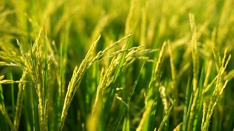 Golden rice field Stock Footage 72347925