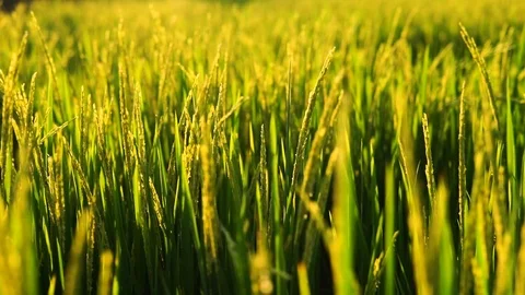 Golden rice field Stock Footage 72348050