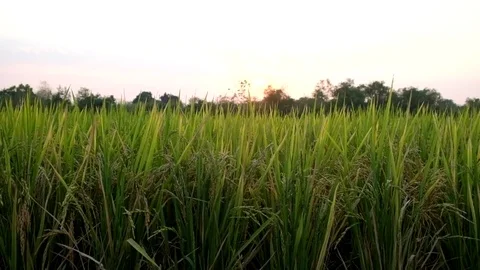 Golden rice field. Stock Footage
