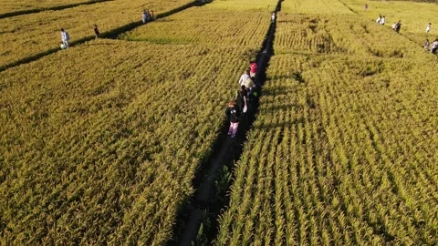 Golden rice fields and crops in autumn Stock Footage 161327812
