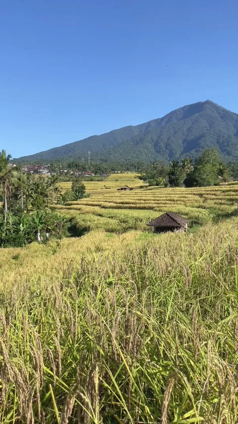 Golden Rice Fields and Mountains in Bali Stock Footage 336696464
