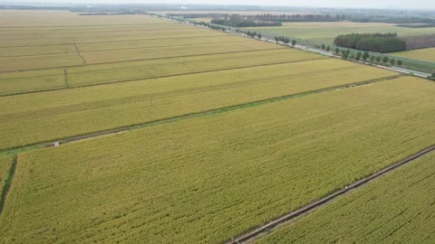 Golden Rice Fields Beside Irrigation Canal in Anhui, China Stock Footage 344037522