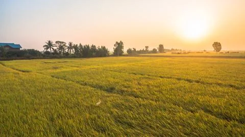 Golden rice fields Stock Photos