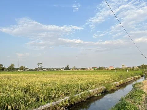 Golden Rice Fields Stock Photos