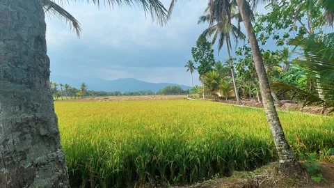 Golden Rice Fields Ready for Harvest in Rural Countryside Stock Footage 345100483