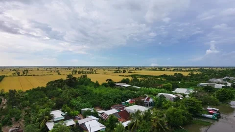 Golden rice fields revealed behind houses in the Mekong Delta Stock-Footage 337700858