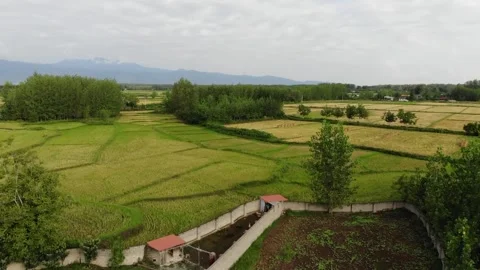 Golden rice fields stretch toward the horizon in northern Iran-Drone shot Stock Footage 315005336