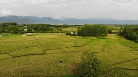 Golden rice fields stretch toward the horizon in northern Iran-Drone shot Stock Footage 315005587